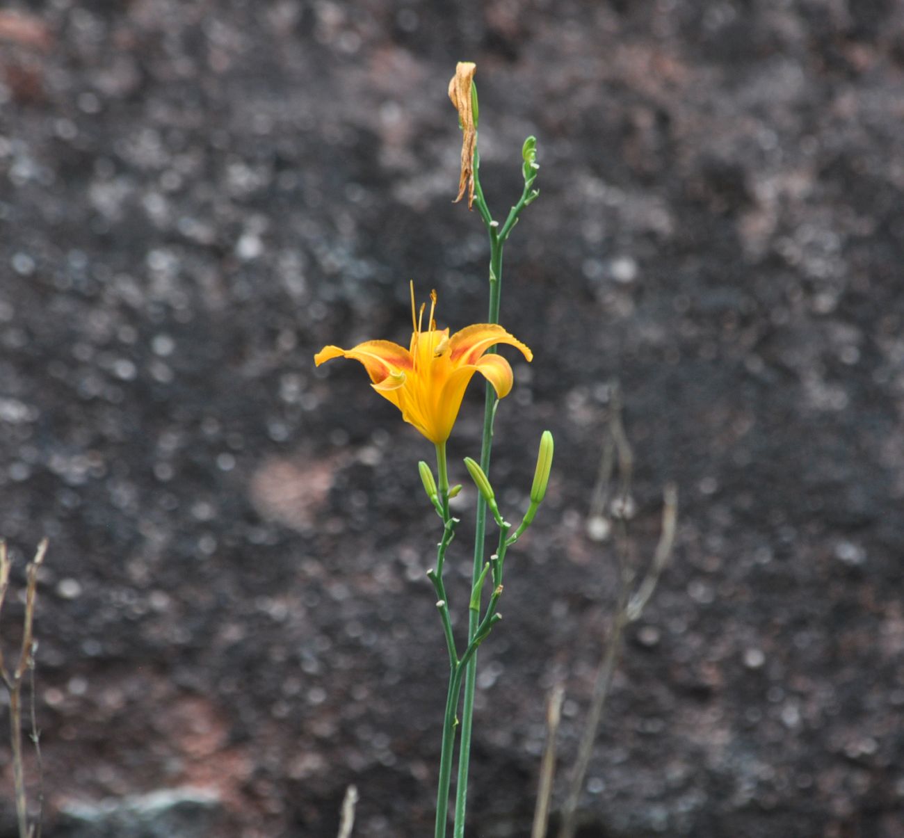 Изображение особи Hemerocallis fulva.