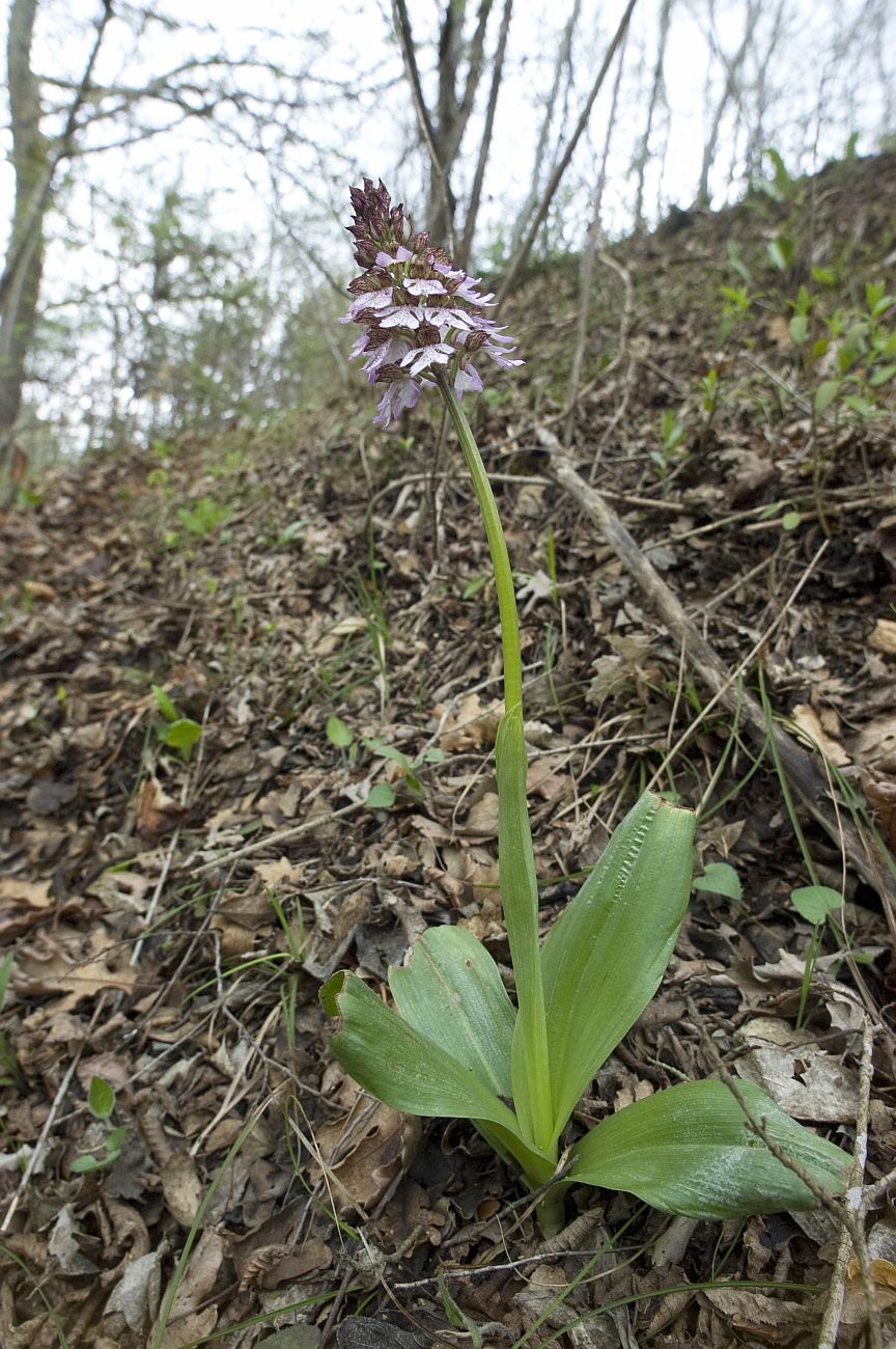 Image of Orchis purpurea specimen.