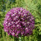 род Allium