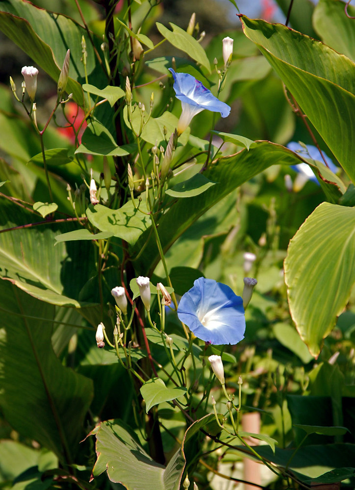 Изображение особи Ipomoea tricolor.