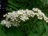 Sorbus sibirica. Соцветие. Свердловская обл., окр. г. Североуральск, р-н скал Три Брата, зарастающая дорога между основным руслом р. Вагран и заводью. 27.06.2017.