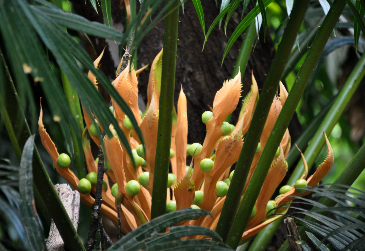 Изображение особи Cycas rumphii.