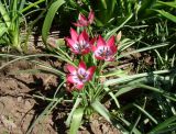 Tulipa humilis