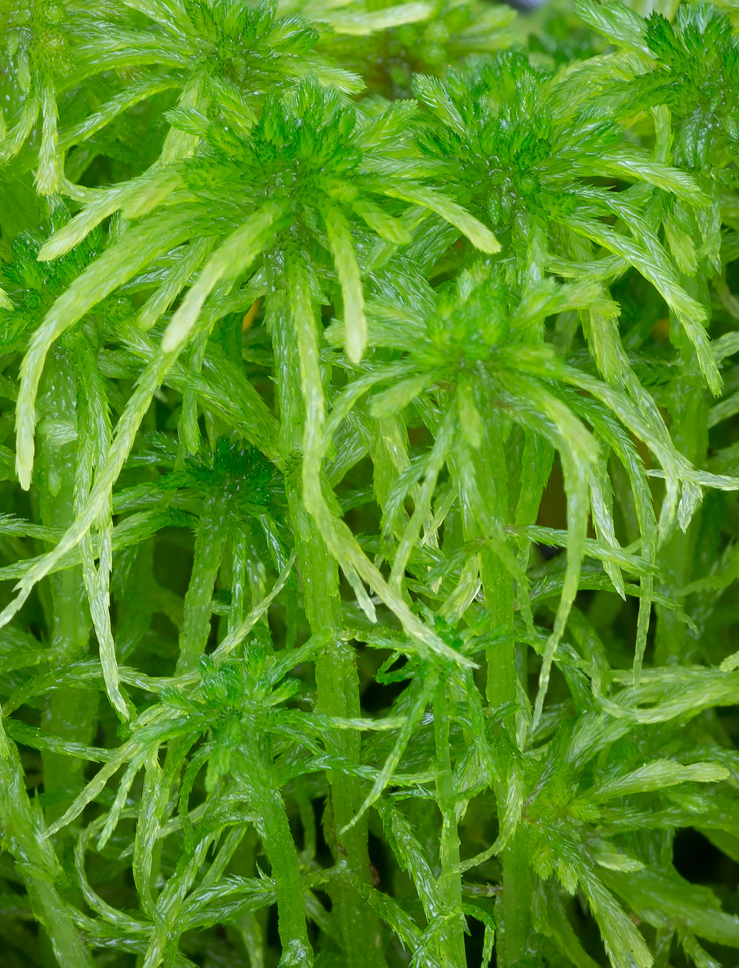 Image of Sphagnum girgensohnii specimen.