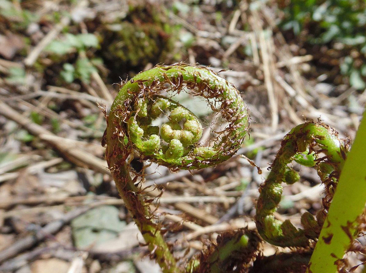 Image of Athyrium filix-femina specimen.