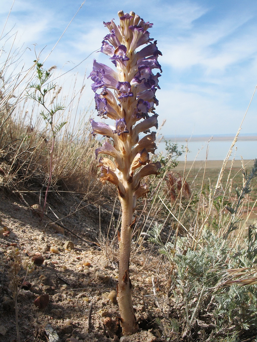 Image of Orobanche amoena specimen.