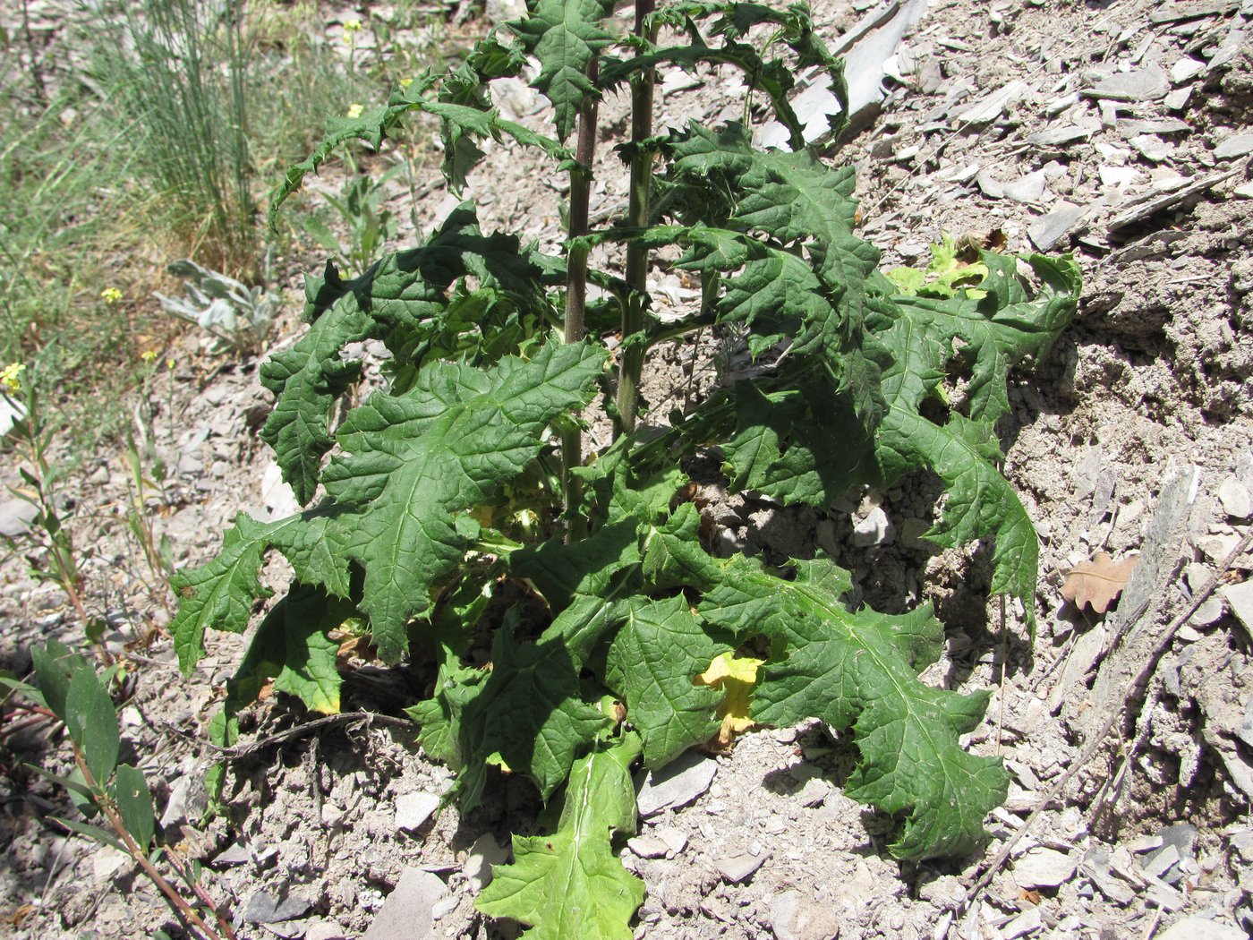 Image of Echinops sphaerocephalus specimen.