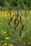 Carex melanostachya