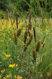 Carex melanostachya. Верхушки побегов с соплодиями и отцветшими мужскими соцветиями (вверху). Крым, Байдарская долина. 23 мая 2010 г.