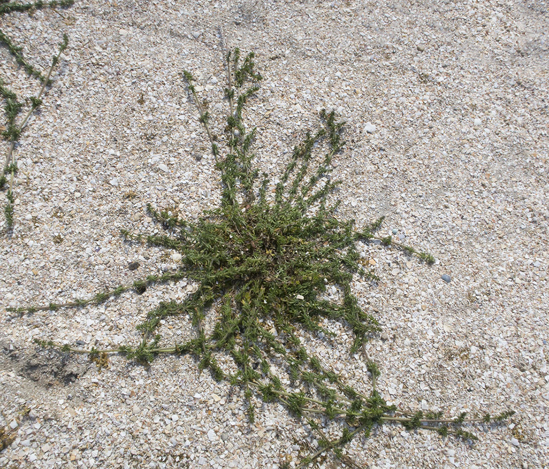 Image of Galium humifusum specimen.