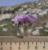 Dianthus andrzejowskianus. Соцветие. Крым, Керченский п-ов, мыс Казантип, петрофитная степь на приморском склоне, в расщелине скалы. 26.05.2018.