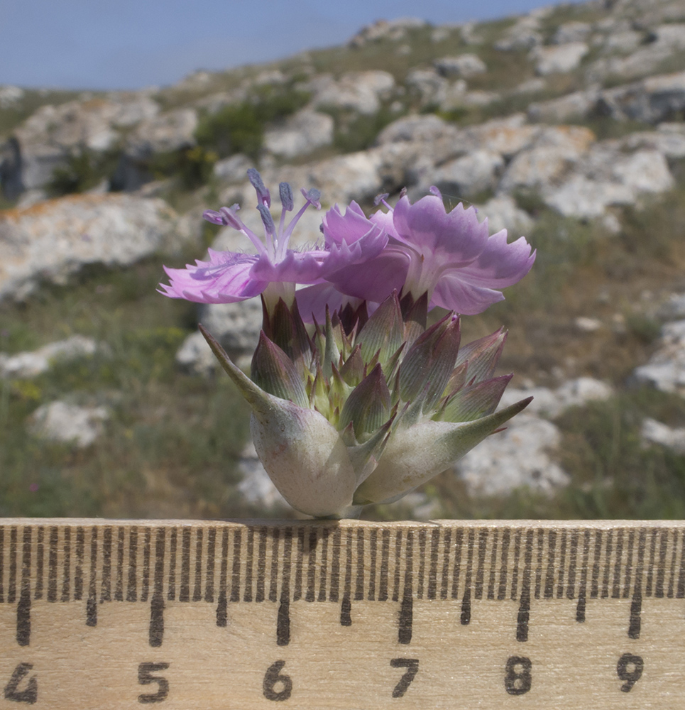 Image of Dianthus andrzejowskianus specimen.