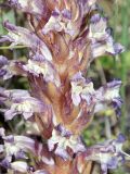 Orobanche grenieri