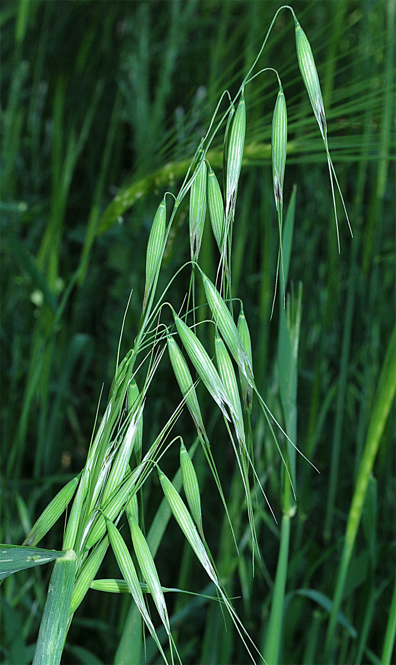 Image of Avena persica specimen.