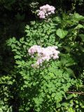 Thalictrum aquilegiifolium