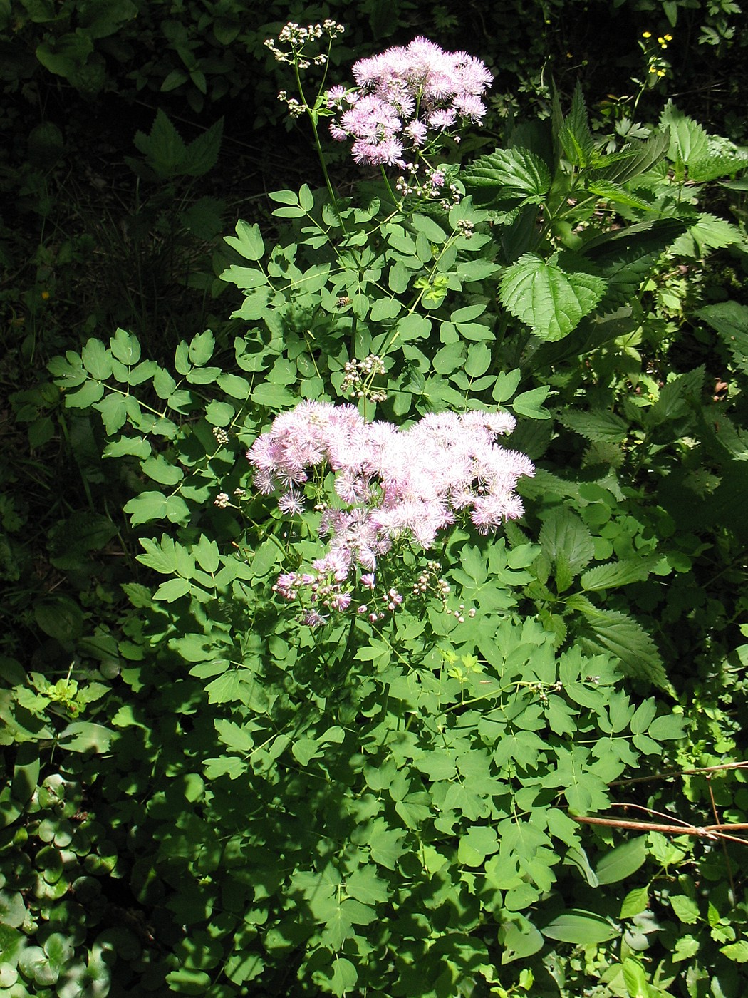 Image of Thalictrum aquilegiifolium specimen.