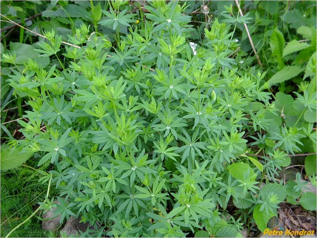 Image of Galium intermedium specimen.