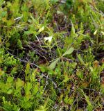 Melampyrum pratense
