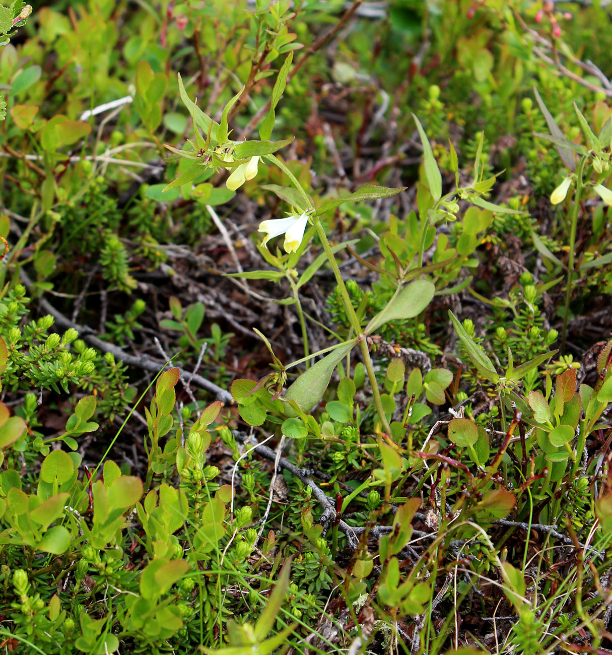 Image of Melampyrum pratense specimen.