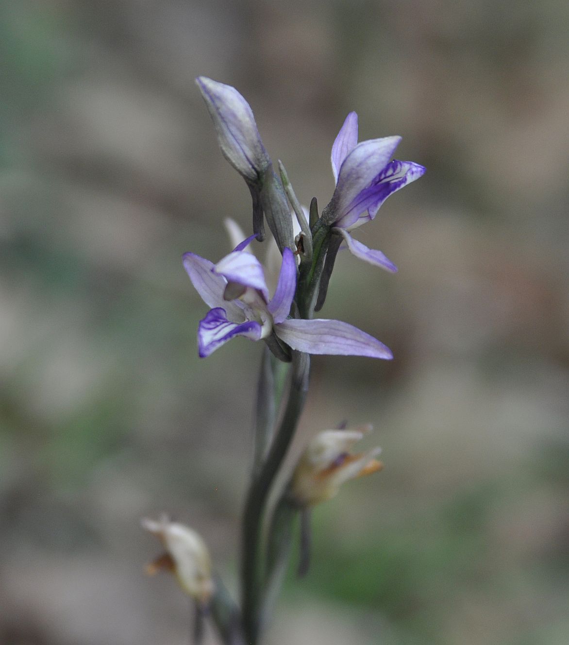 Image of Limodorum abortivum specimen.