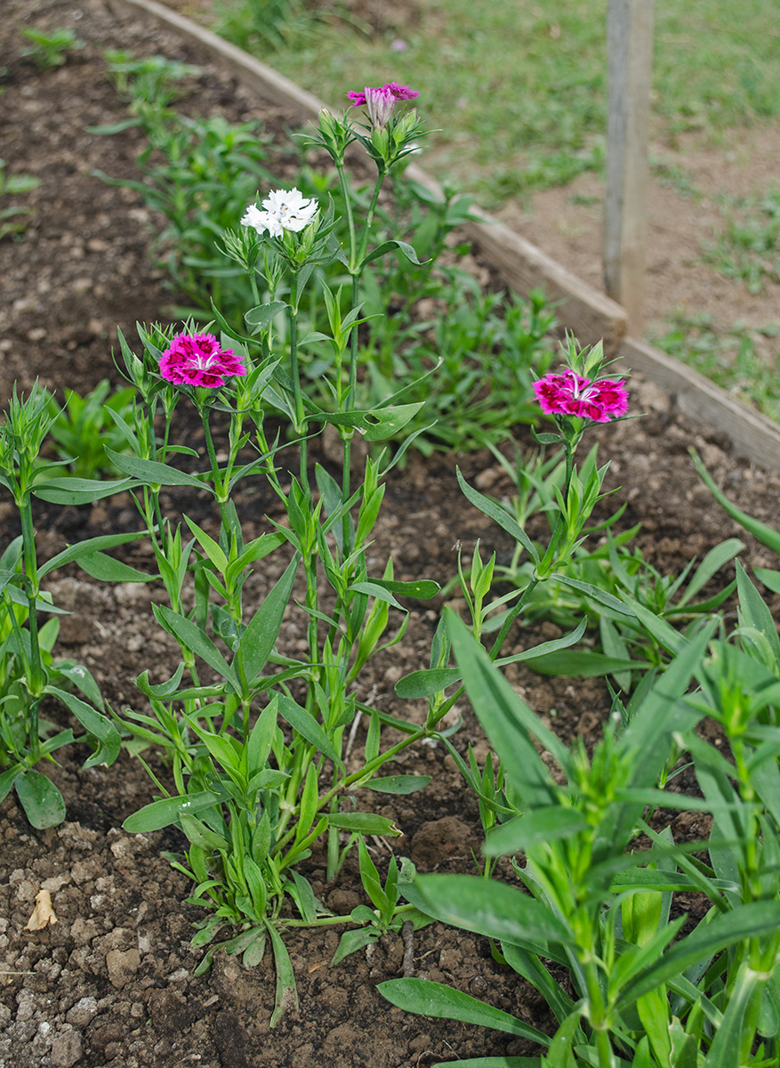 Изображение особи Dianthus barbatus.