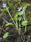 Viola rupestris