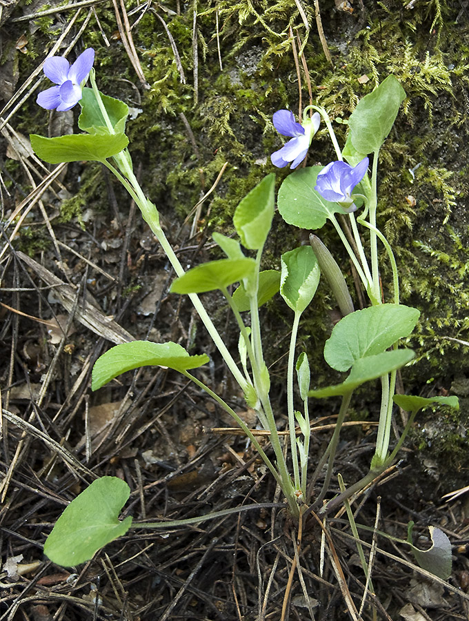 Image of Viola rupestris specimen.