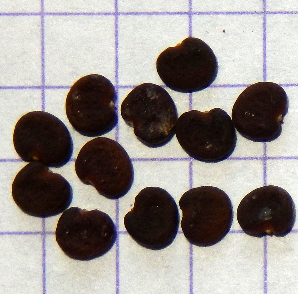 Image of Colutea cilicica specimen.