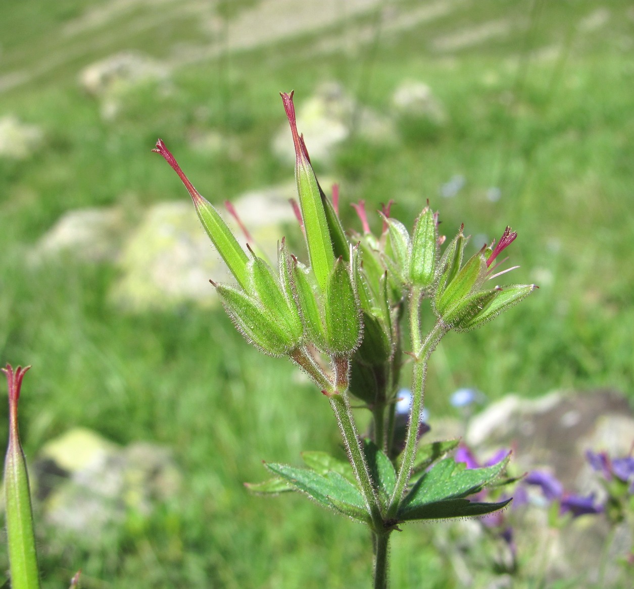 Image of Geranium sylvaticum specimen.