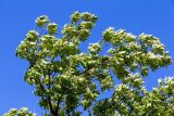 Fraxinus syriaca. Часть кроны взрослого дерева. Израиль, Голанские высоты, мошав Одем. 05.07.2018.