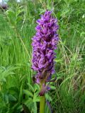 Dactylorhiza incarnata. Соцветие. Томск, долина ручья, на краю зарослей кустарников. 17.06.2015.