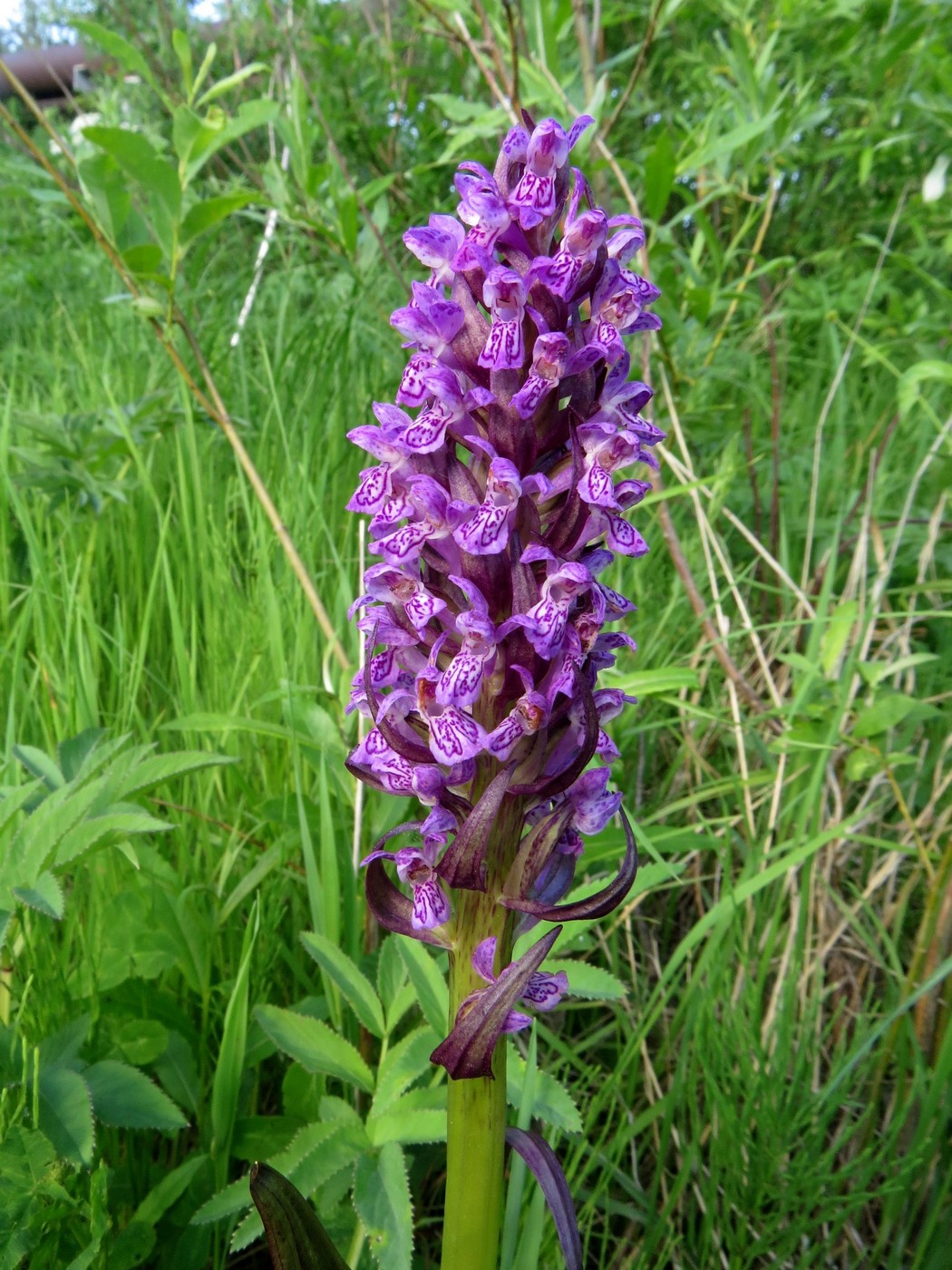 Изображение особи Dactylorhiza incarnata.