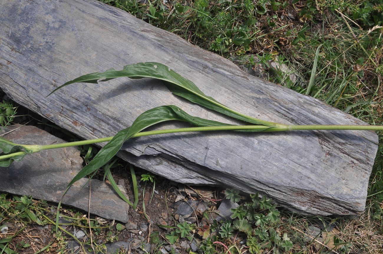 Image of Lomelosia caucasica specimen.