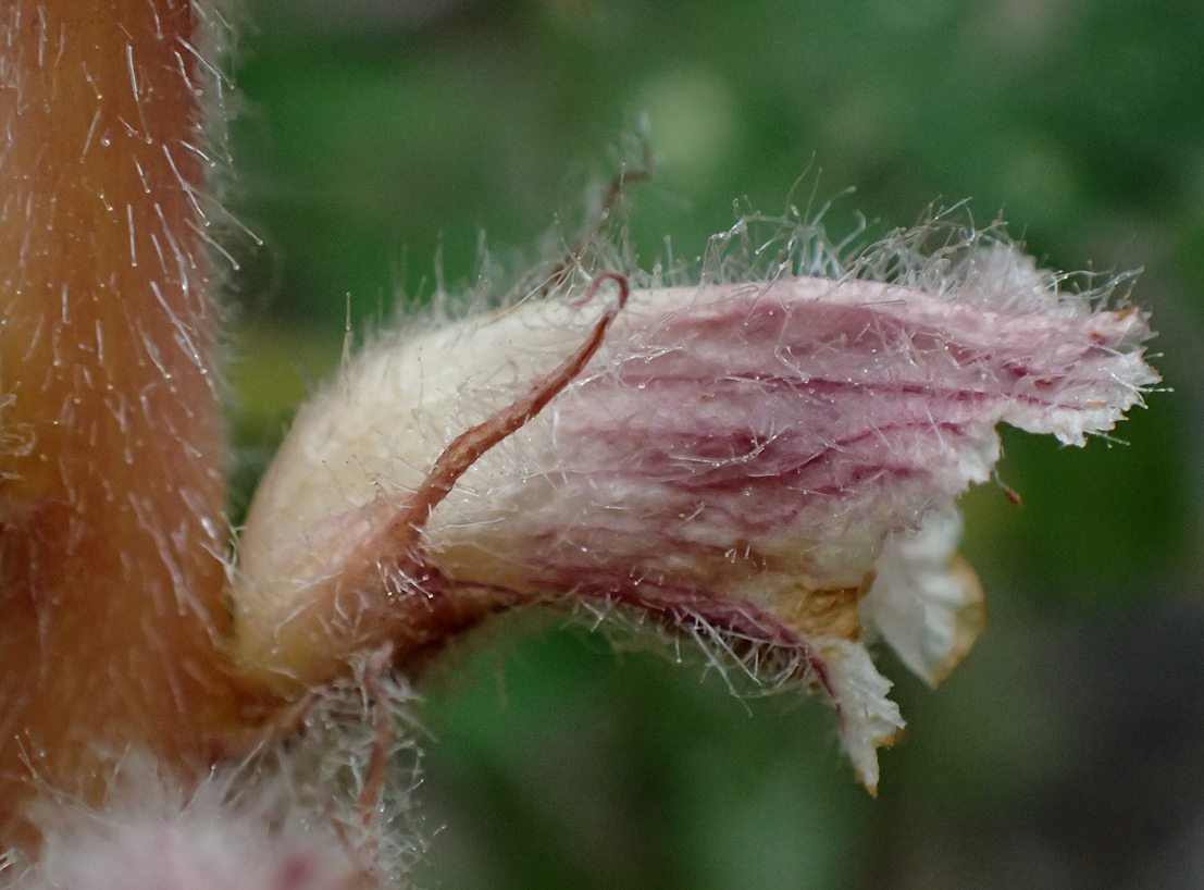 Изображение особи Orobanche pubescens.