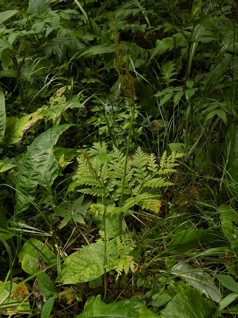 Image of Botrychium virginianum specimen.
