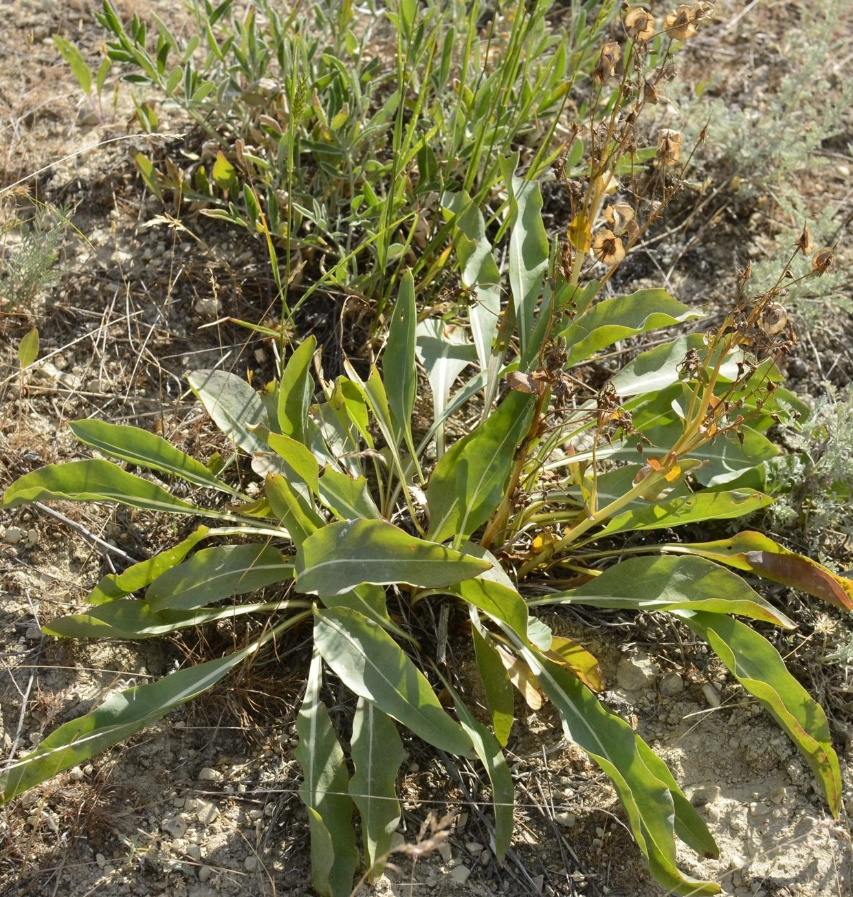 Image of Rindera tetraspis specimen.