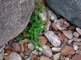 Myosoton aquaticum. Цветущее растение. Новгородская обл., берег оз. Ильмень, геологический памятник \"Ильменский глинт\", каменистый берег озера. 04.11.2018.