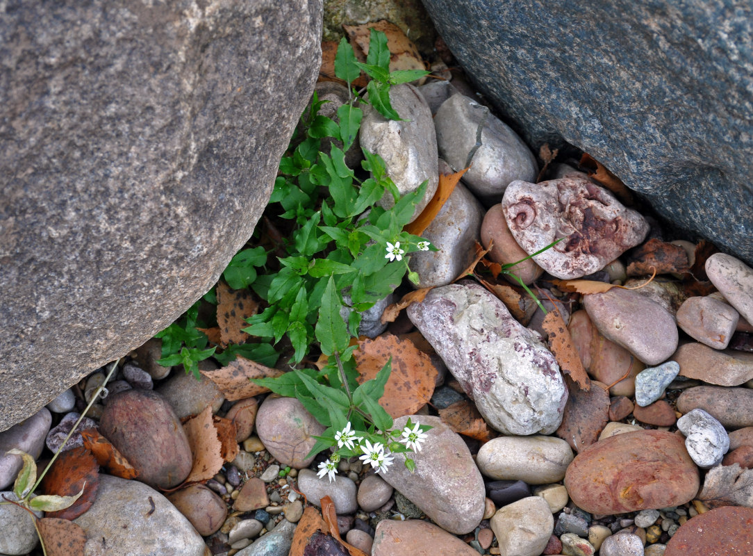 Изображение особи Myosoton aquaticum.