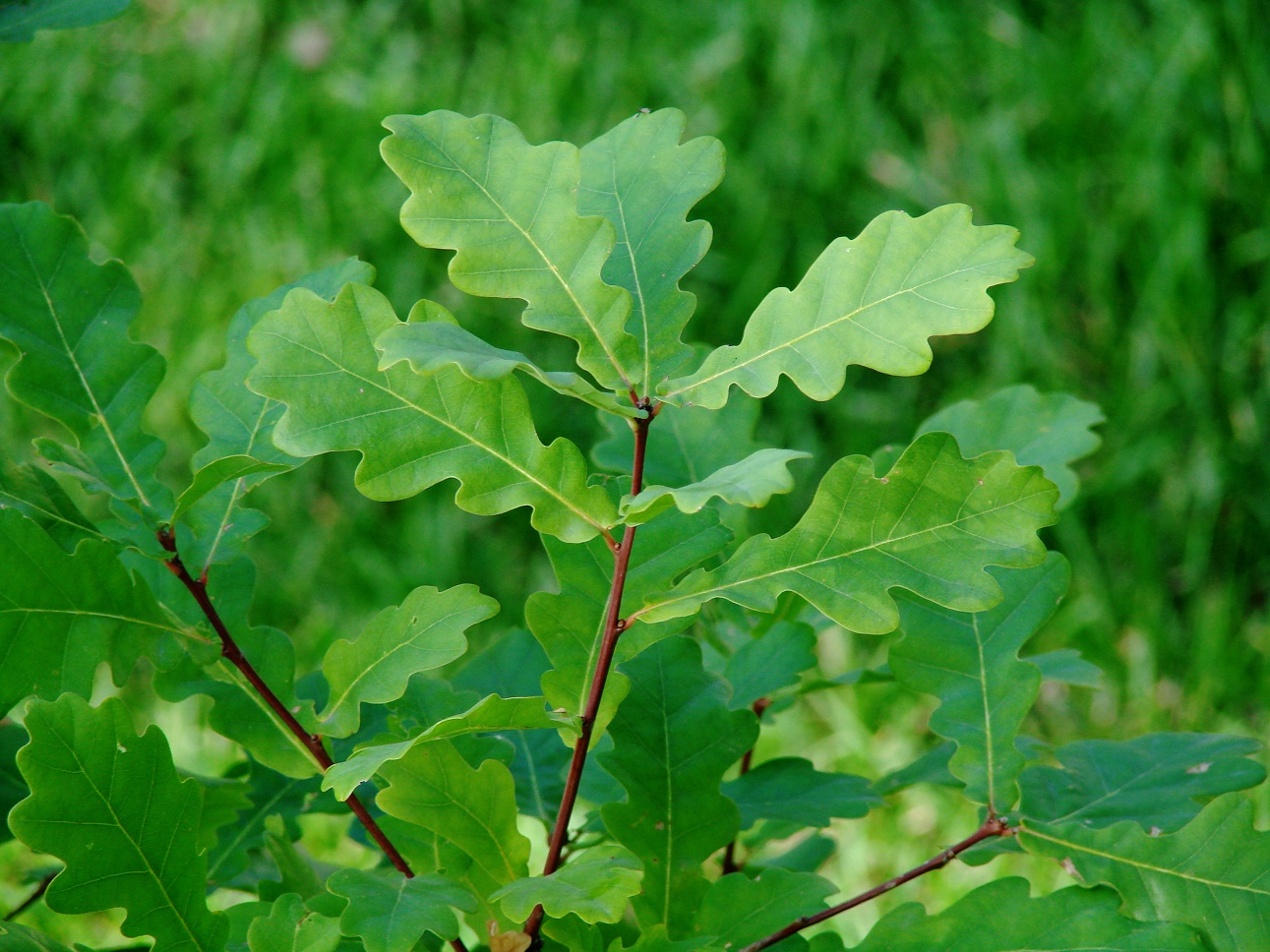 Image of Quercus robur specimen.