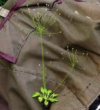 Androsace filiformis. Выкопанное цветущее растение. Нижегородская область, окрестности г. Шумерля, пойма р. Сура, оз. Холодное. 11 июня 2008 г.