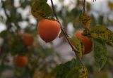 Diospyros kaki