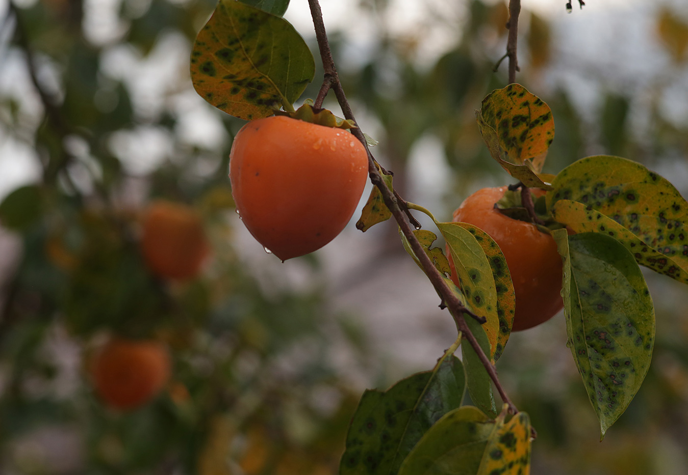 Изображение особи Diospyros kaki.