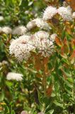 Leucospermum bolusii