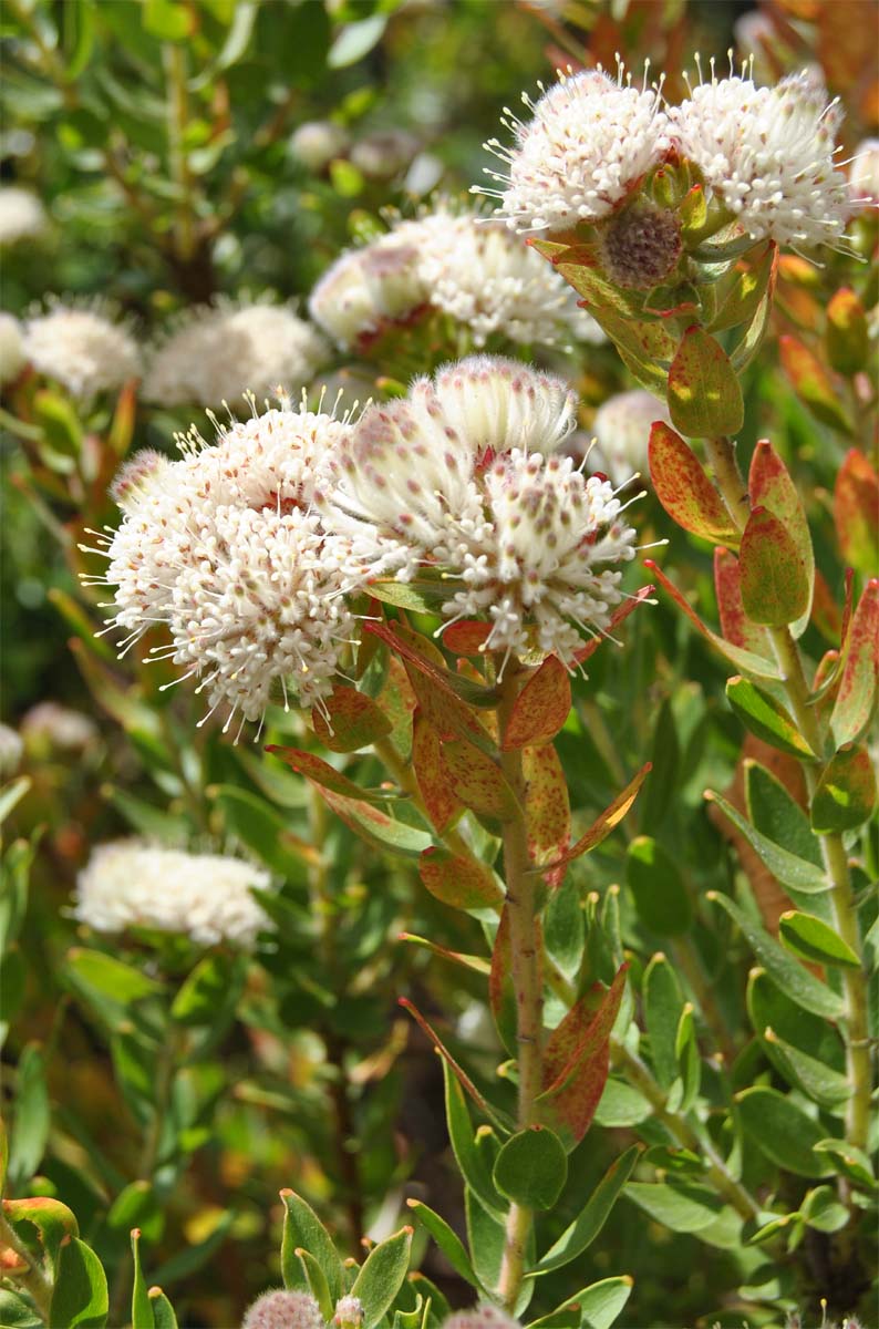 Image of Leucospermum bolusii specimen.