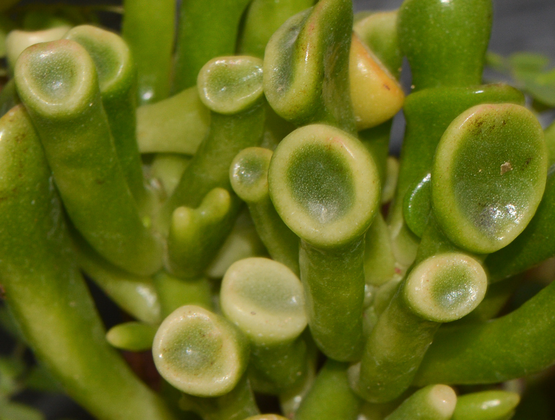 Image of Crassula ovata specimen.