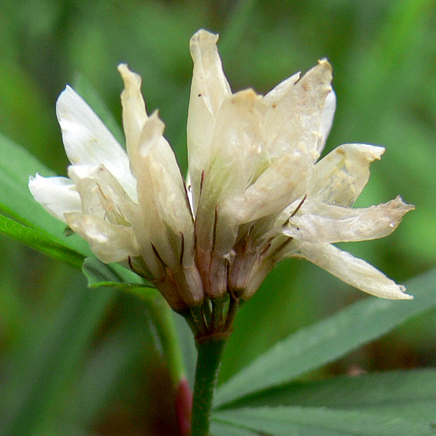 Image of Trifolium spryginii specimen.