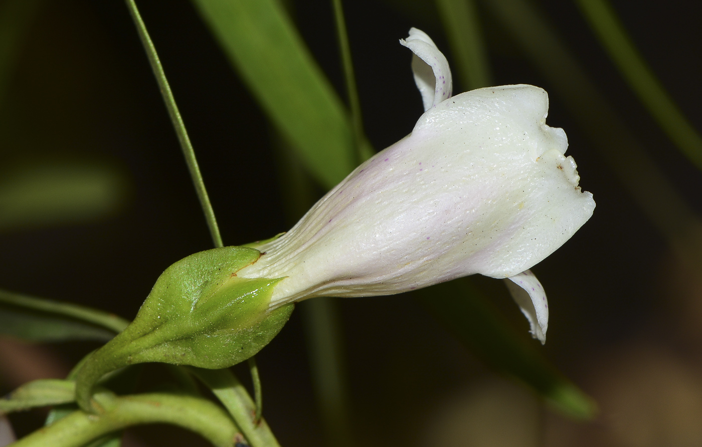 Image of Eremophila polyclada specimen.