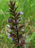 Dracocephalum thymiflorum