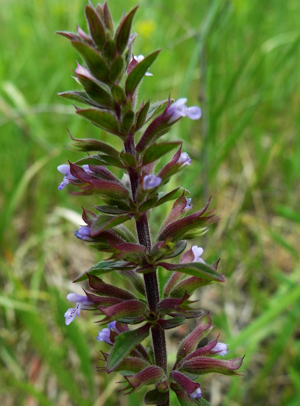 Изображение особи Dracocephalum thymiflorum.