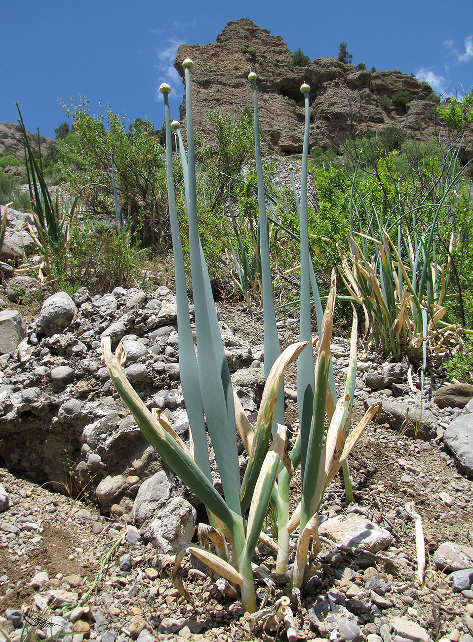 Image of Allium pskemense specimen.